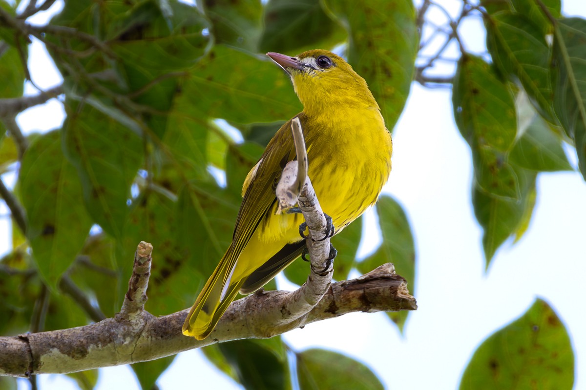White-lored Oriole - ML644575777