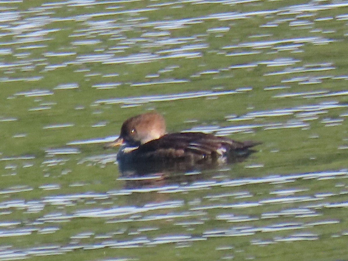 Serreta Capuchona - ML644575779