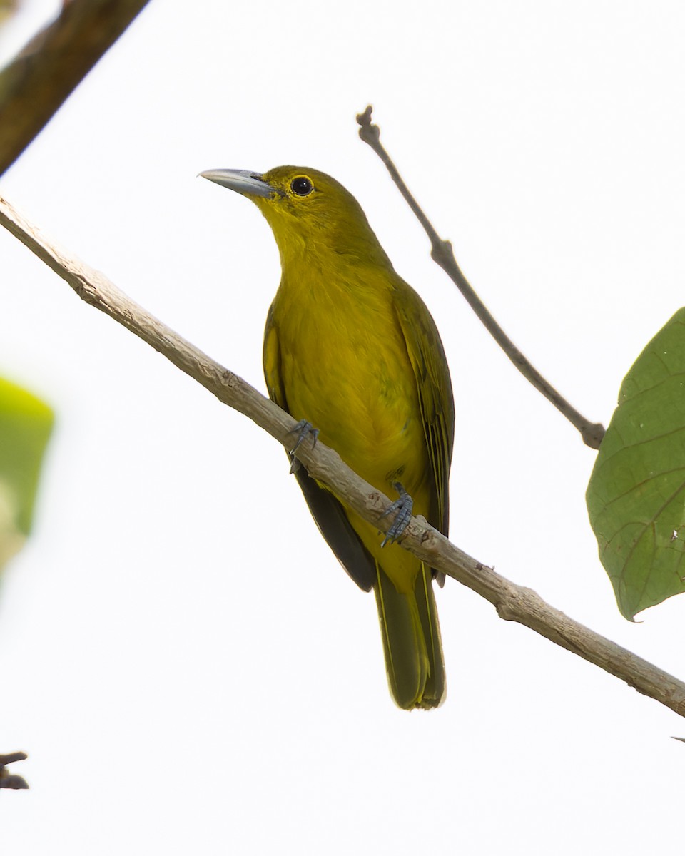 Isabela Oriole - ML644575780