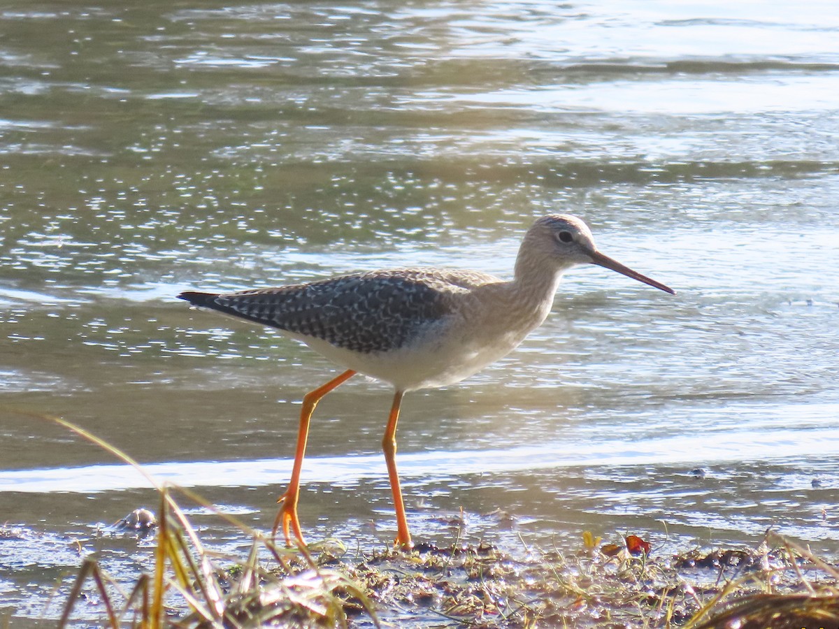 Archibebe Patigualdo Grande - ML644575781