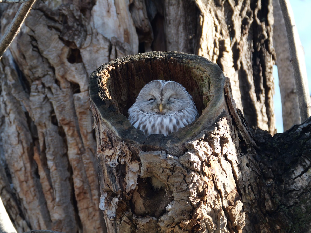 Ural Owl - ML644575782