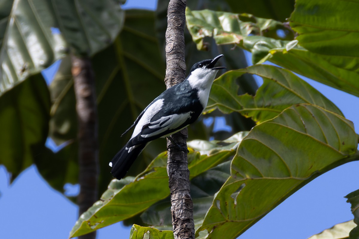 Black-and-white Triller - ML644575783