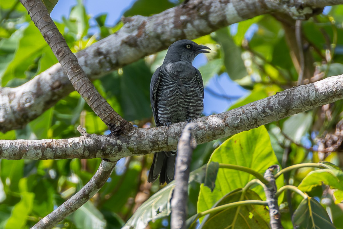 Bar-bellied Cuckooshrike - ML644575784