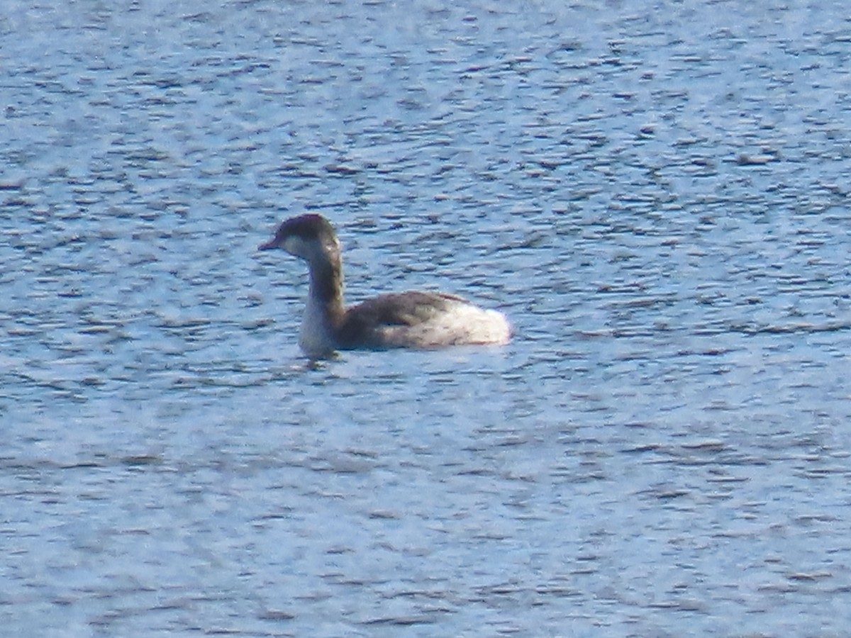Zampullín Cuellirrojo - ML644575785