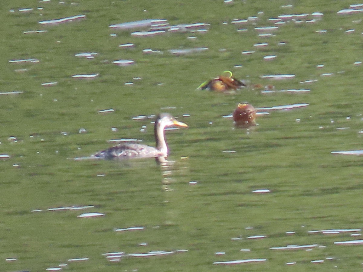 Red-necked Grebe - ML644575787