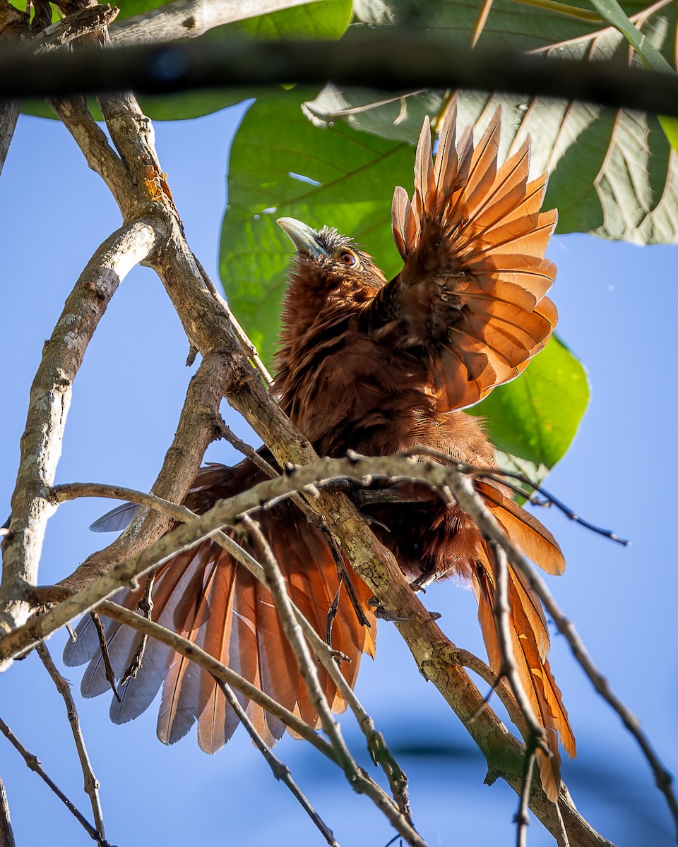 Rufous Coucal - ML644575799
