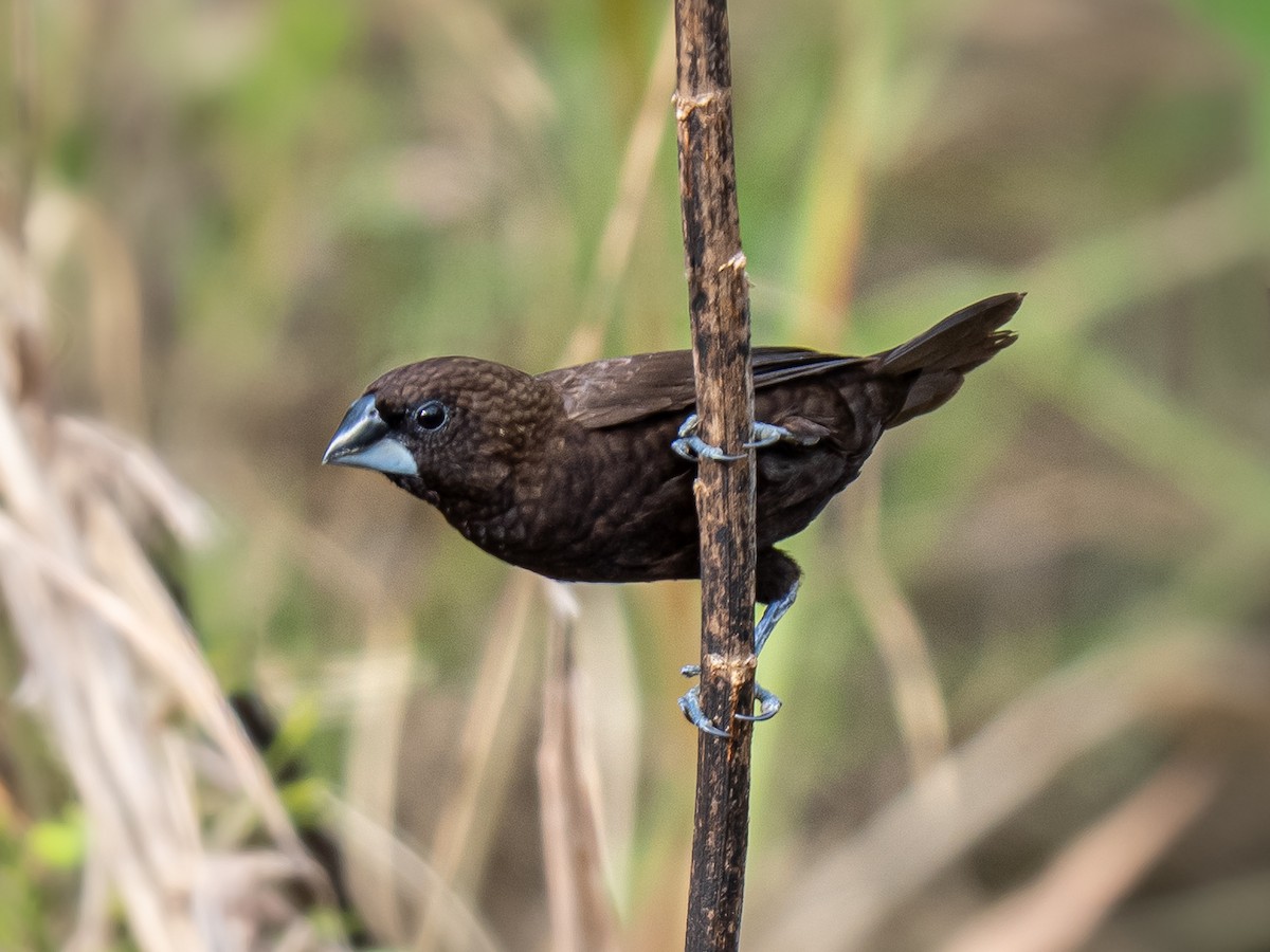 Dusky Munia - ML644575801
