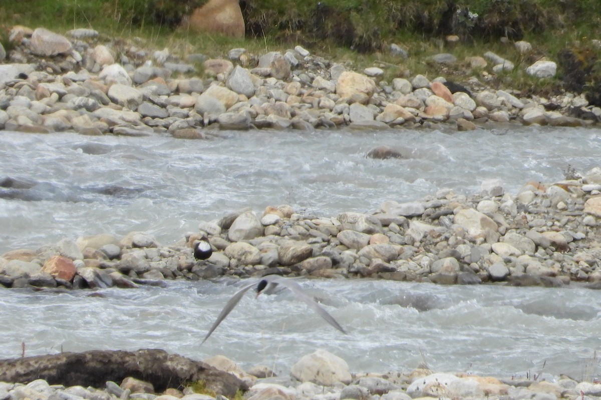 אמודאי הנחלים - ML644575802