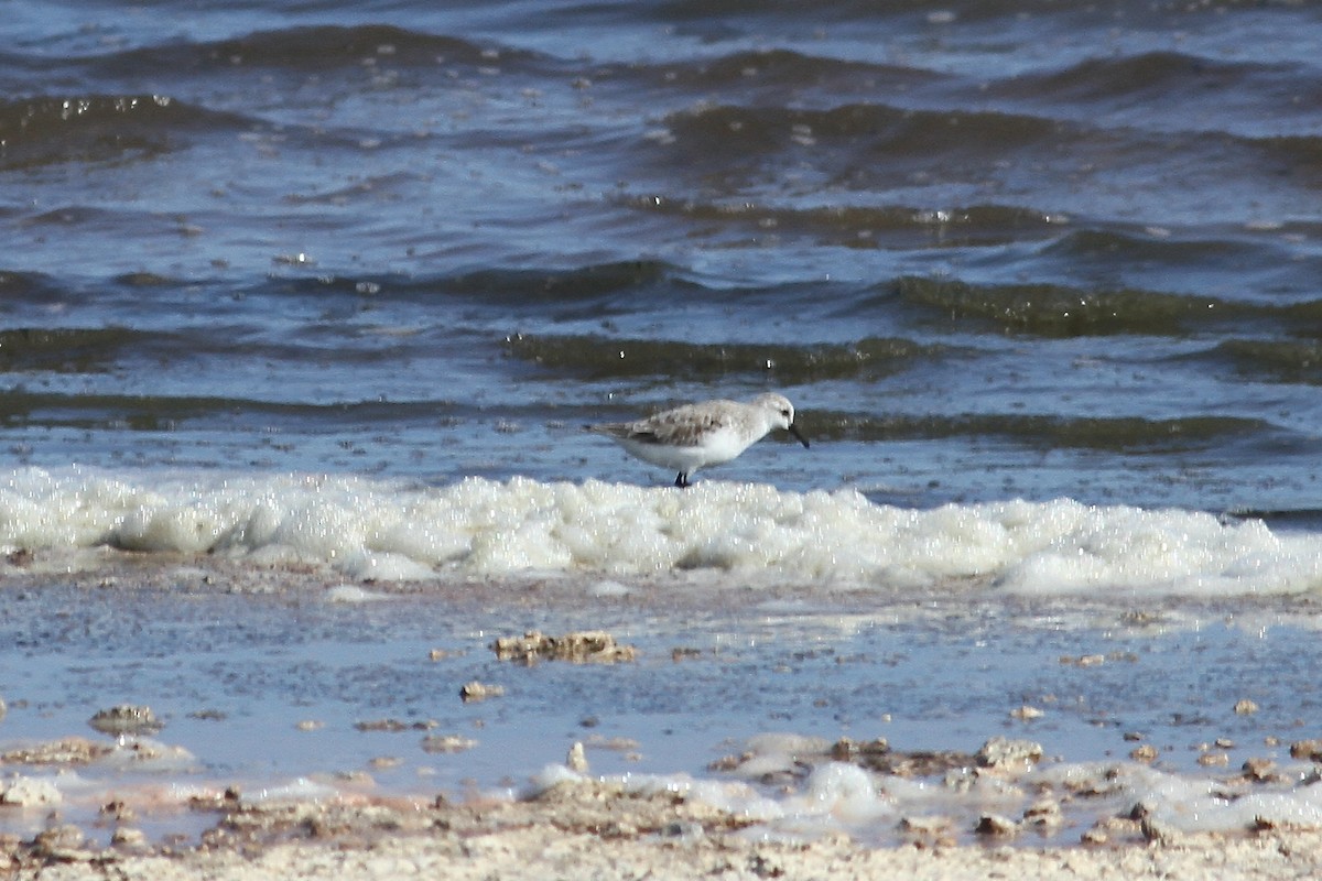 sandløper - ML644575803