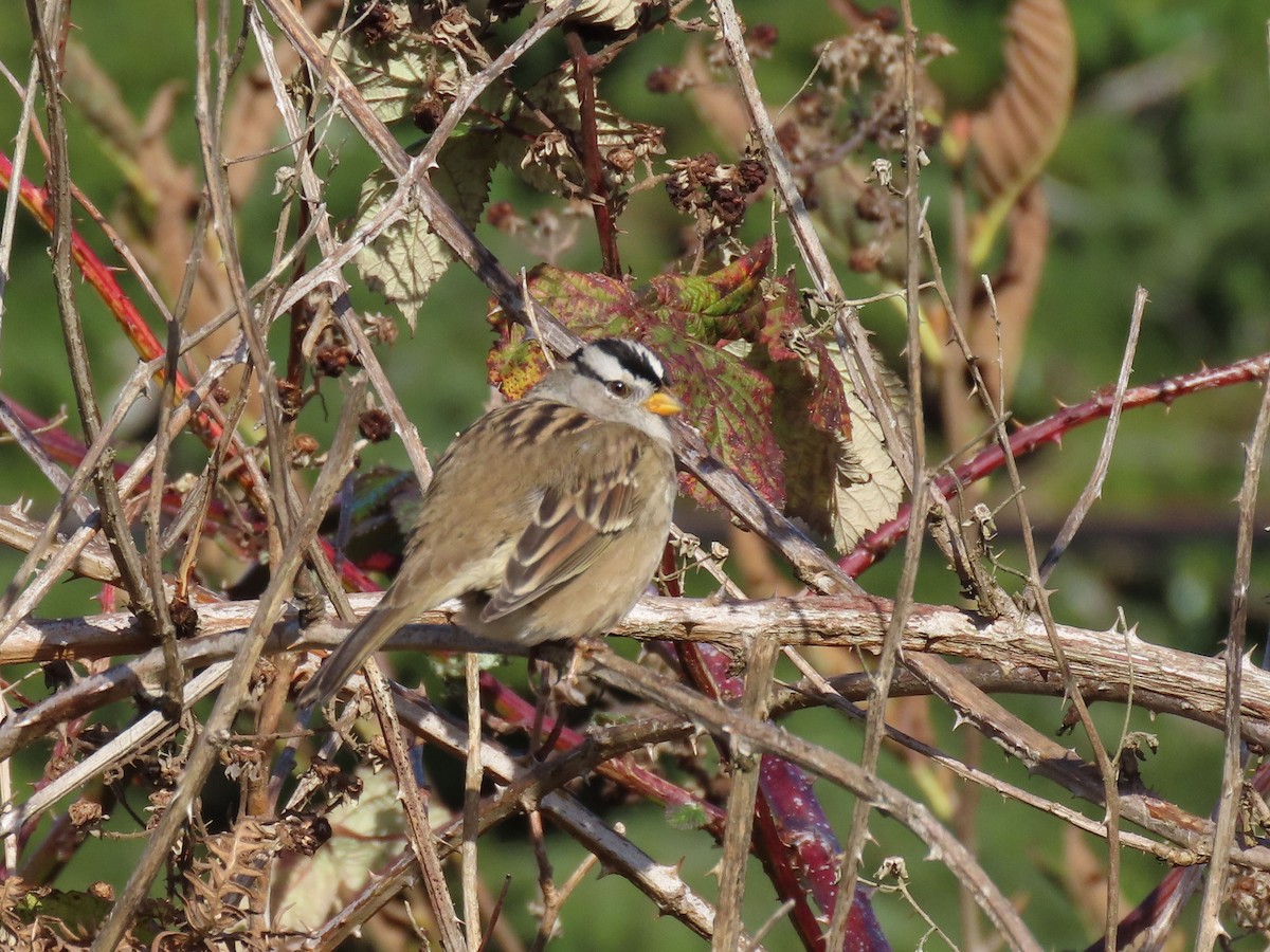 Chingolo Coroniblanco - ML644575809