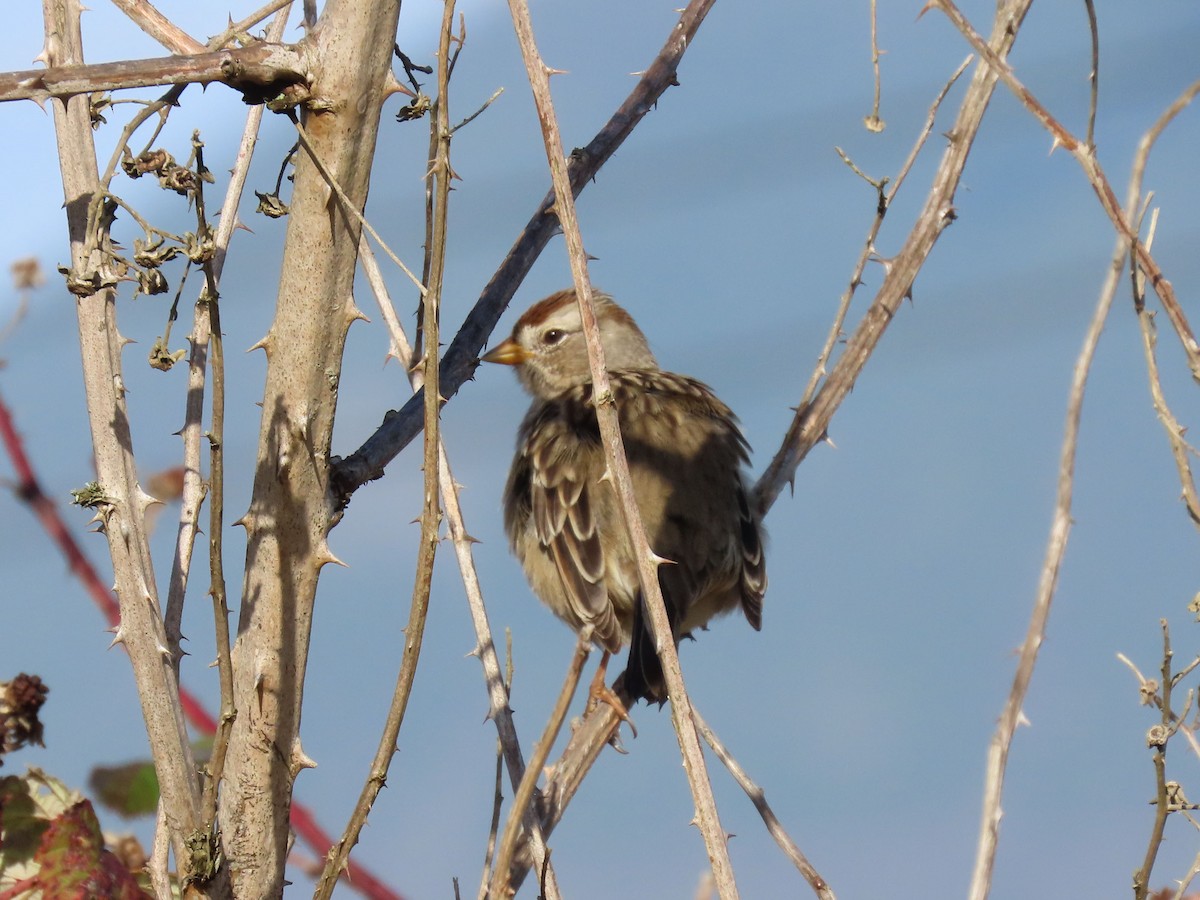 Chingolo Coroniblanco - ML644575810