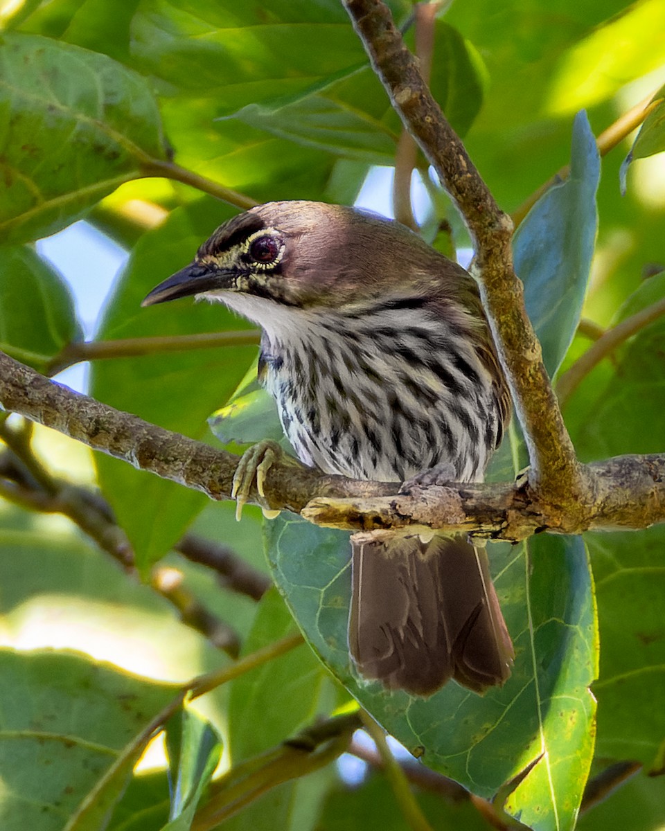 Luzon Striped-Babbler - ML644575811