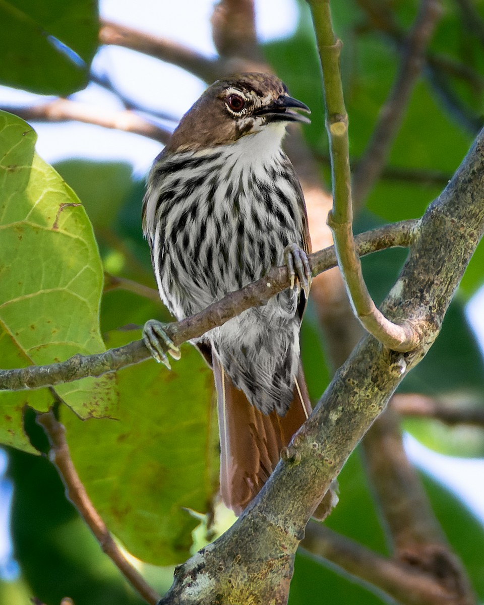 Luzon Striped-Babbler - ML644575812