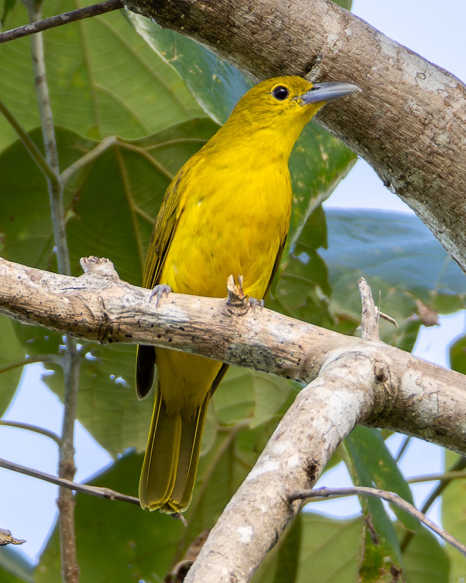 Isabela Oriole - ML644575813