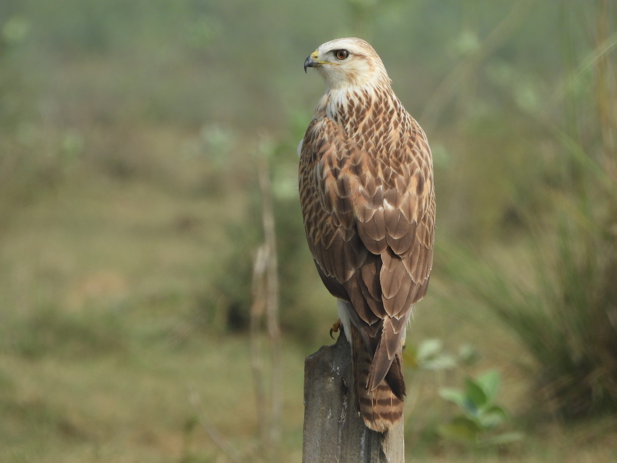 Long-legged Buzzard - ML644575815