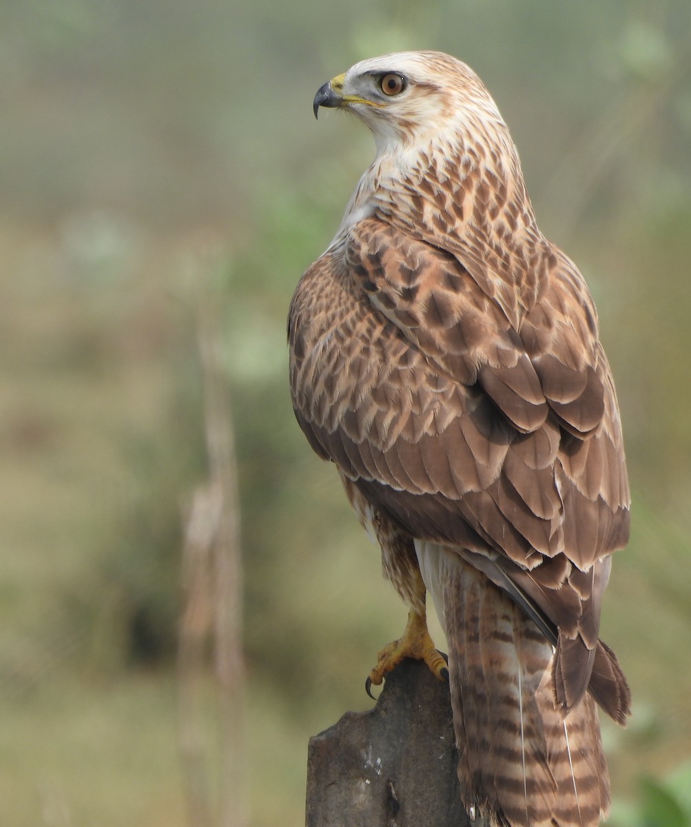 Long-legged Buzzard - ML644575816