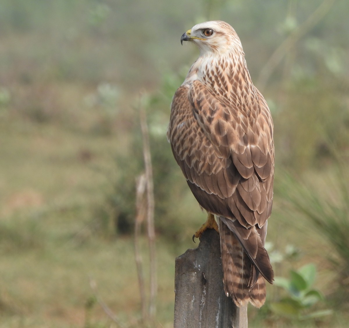 Long-legged Buzzard - ML644575817