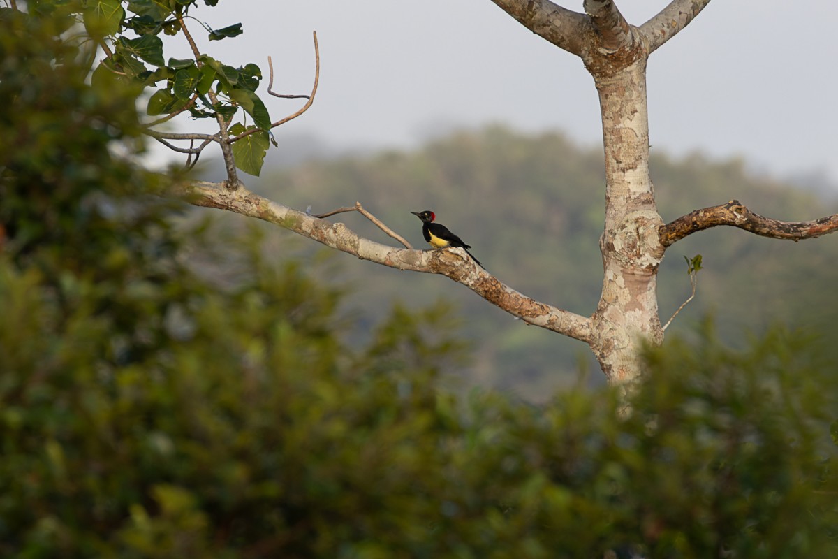 White-bellied Woodpecker - ML644575830