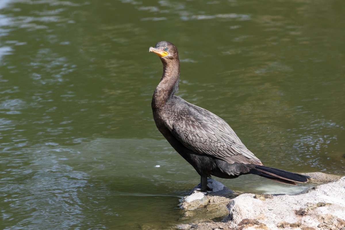 Cormoran vigua - ML644575845