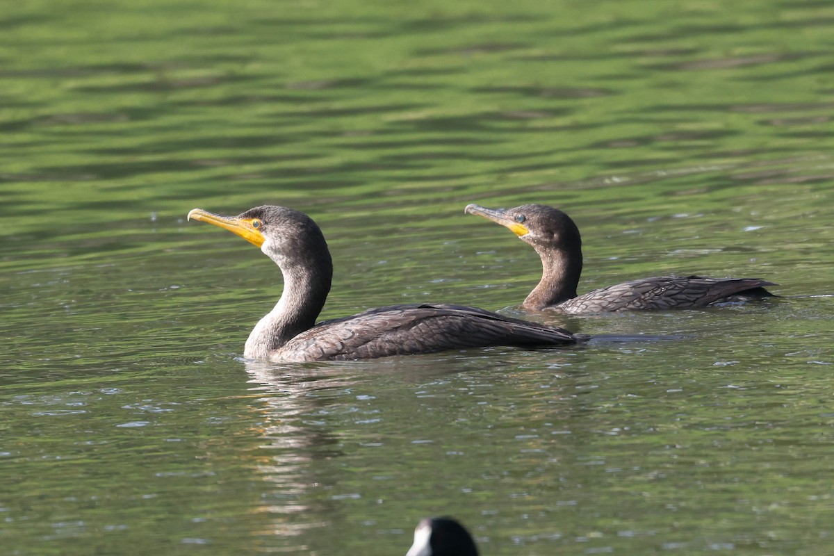 Cormoran vigua - ML644575849