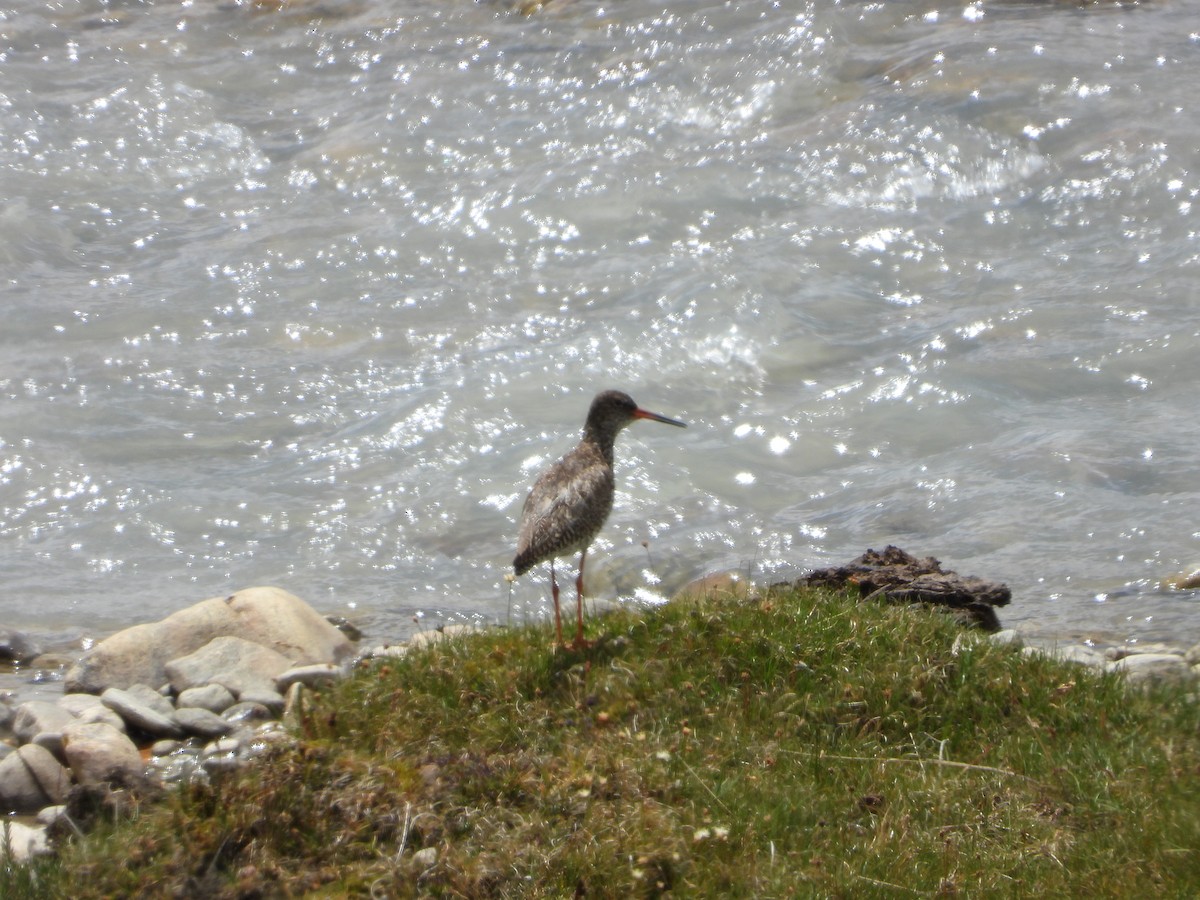 Common Redshank - ML644575850