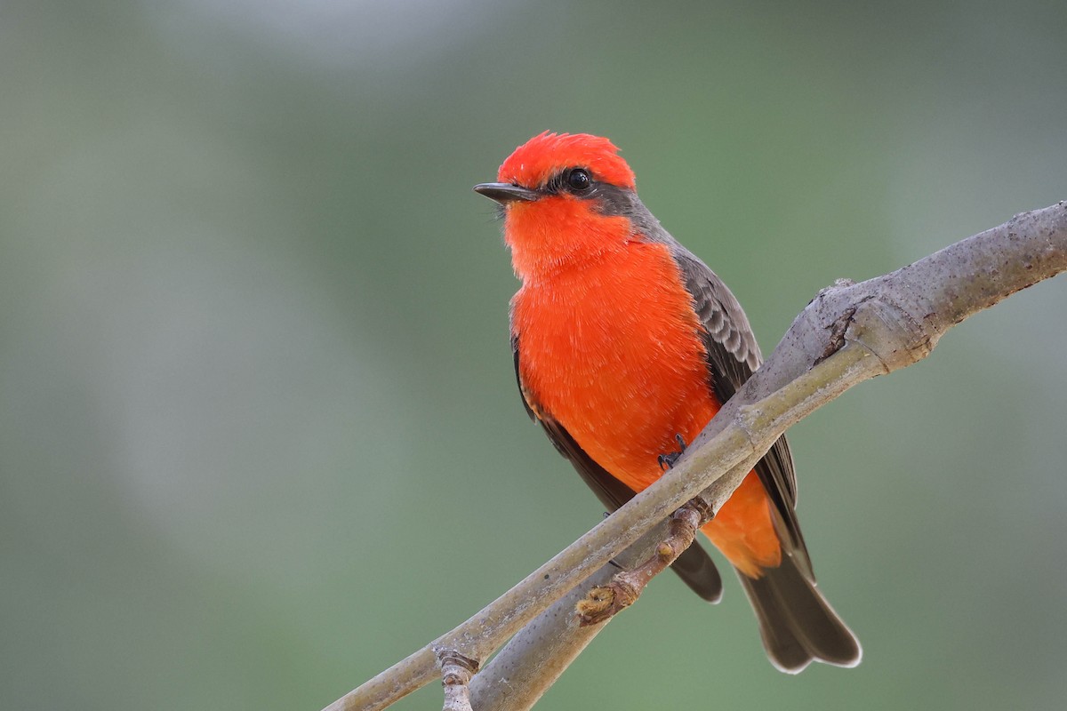 Vermilion Flycatcher - ML644575852