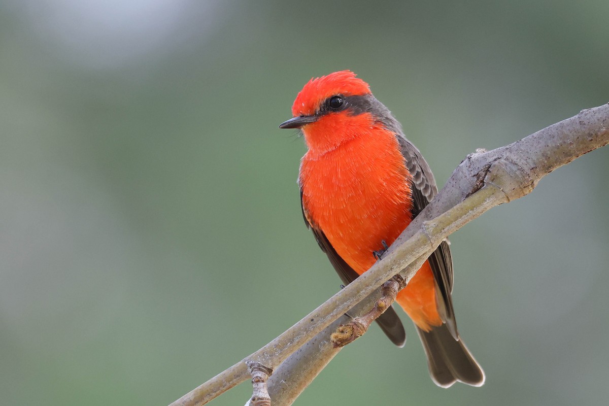 Vermilion Flycatcher - ML644575853