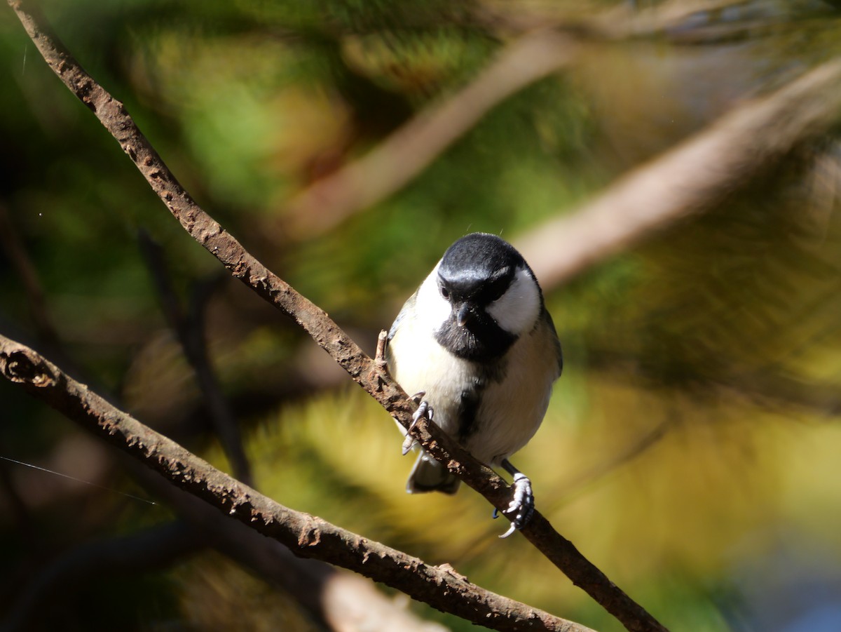 Asian Tit - ML644575854