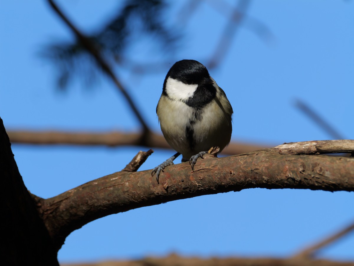 Asian Tit - ML644575855