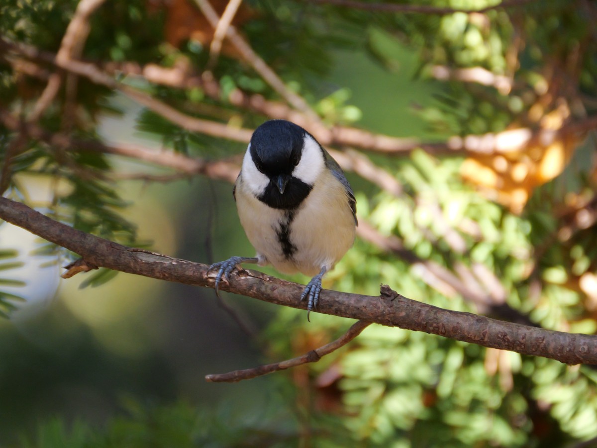 Asian Tit - ML644575856