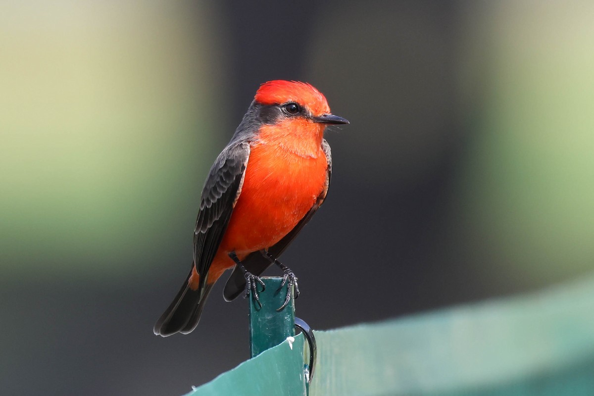 Vermilion Flycatcher - ML644575857