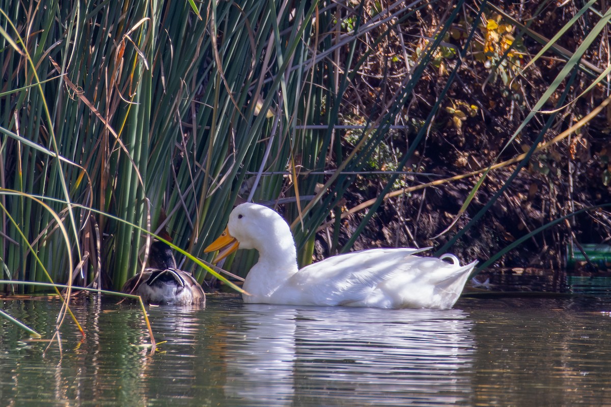 Mallard (Domestic type) - ML644575858