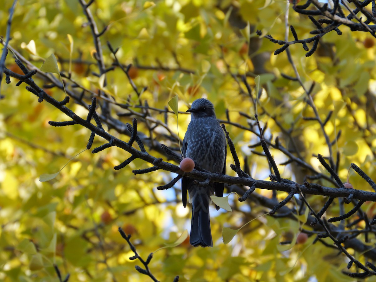Brown-eared Bulbul - ML644575859