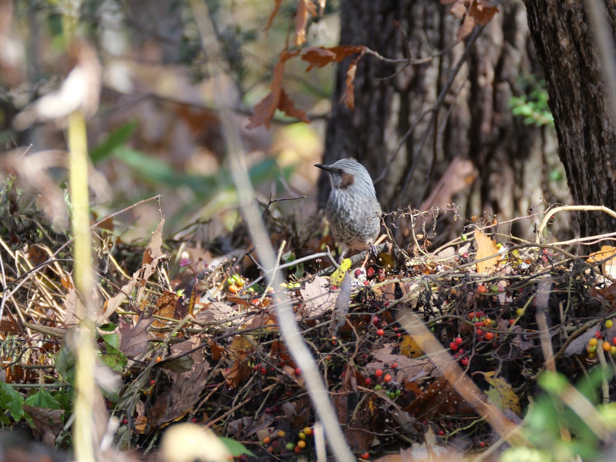 Brown-eared Bulbul - ML644575860