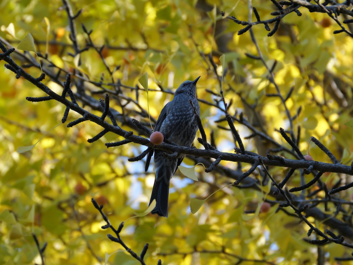 Brown-eared Bulbul - ML644575861