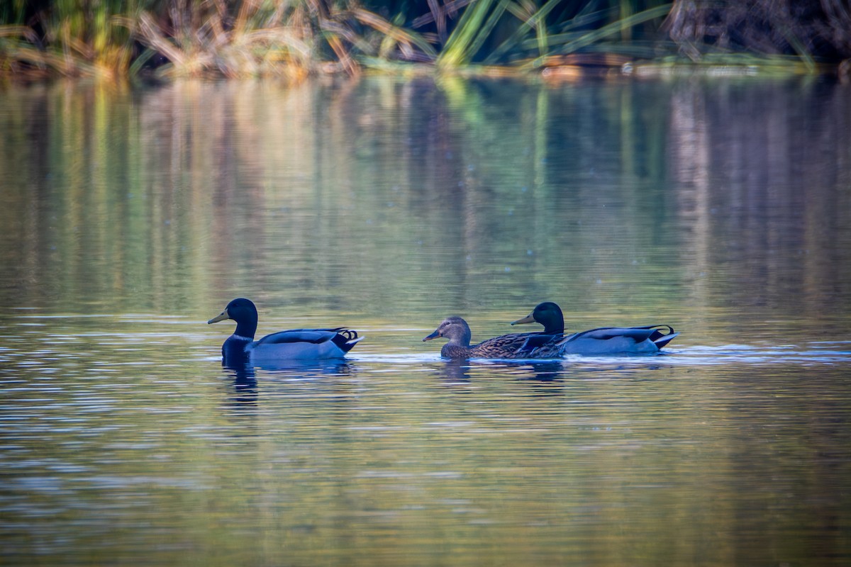 Mallard - ML644575862