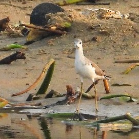 Marsh Sandpiper - ML644575863