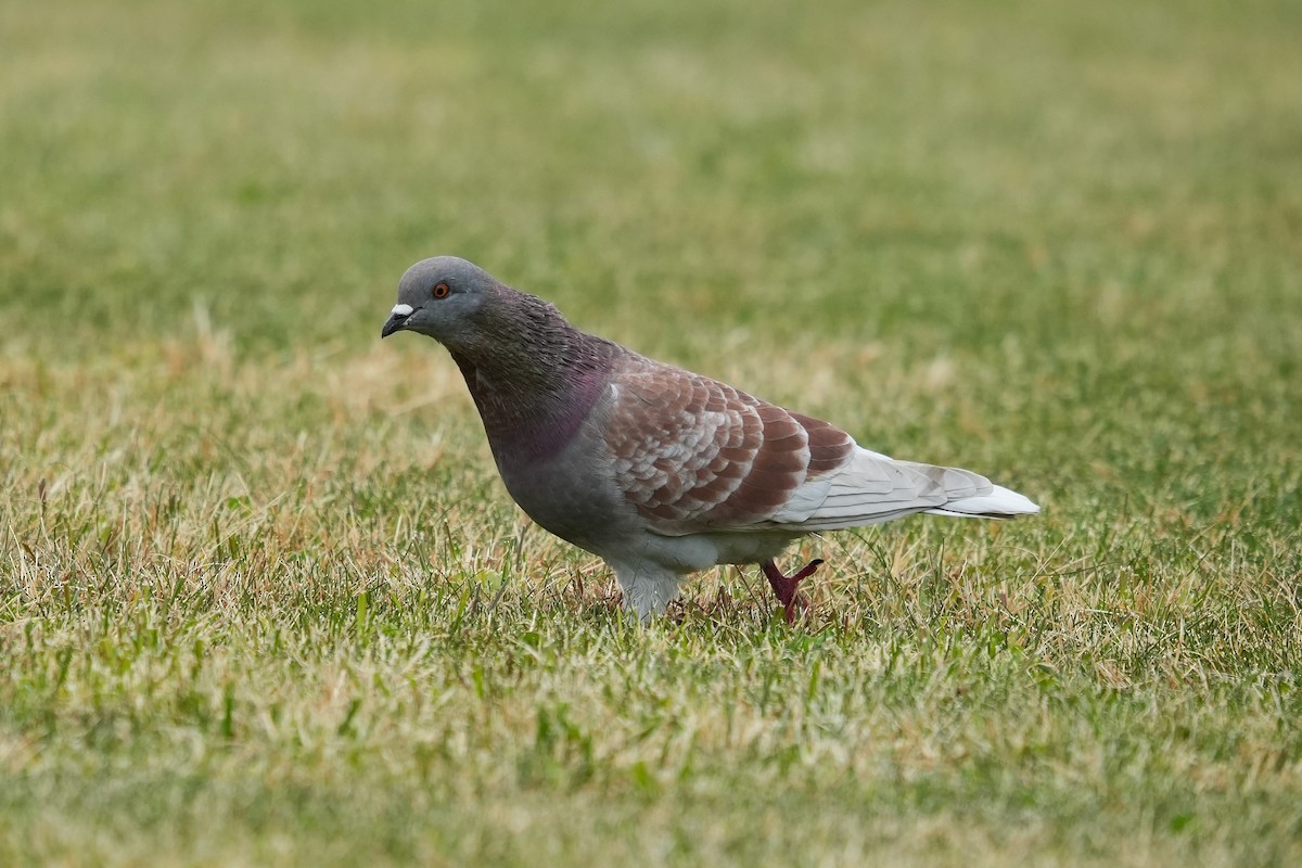 Rock Pigeon (Feral Pigeon) - ML644575864