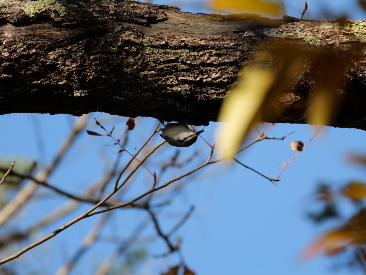 Eurasian Nuthatch - ML644575866
