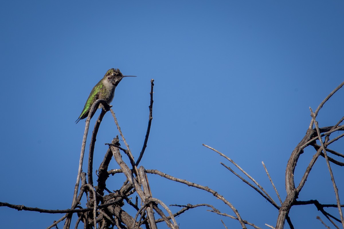 Anna's Hummingbird - ML644575869