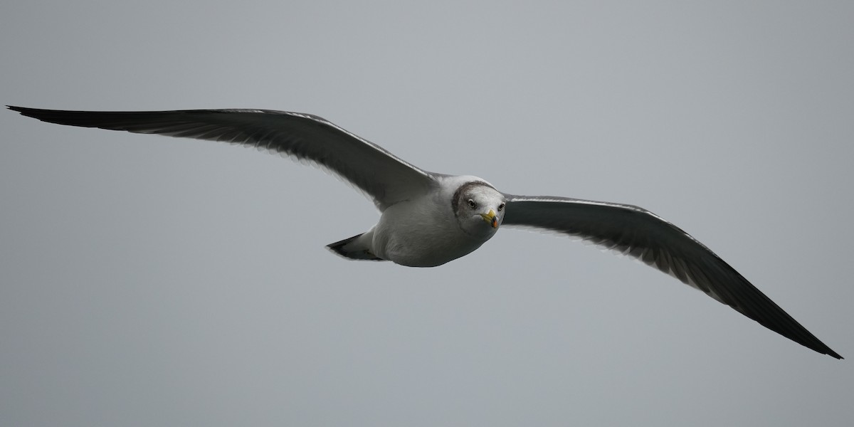 Black-tailed Gull - ML644575870
