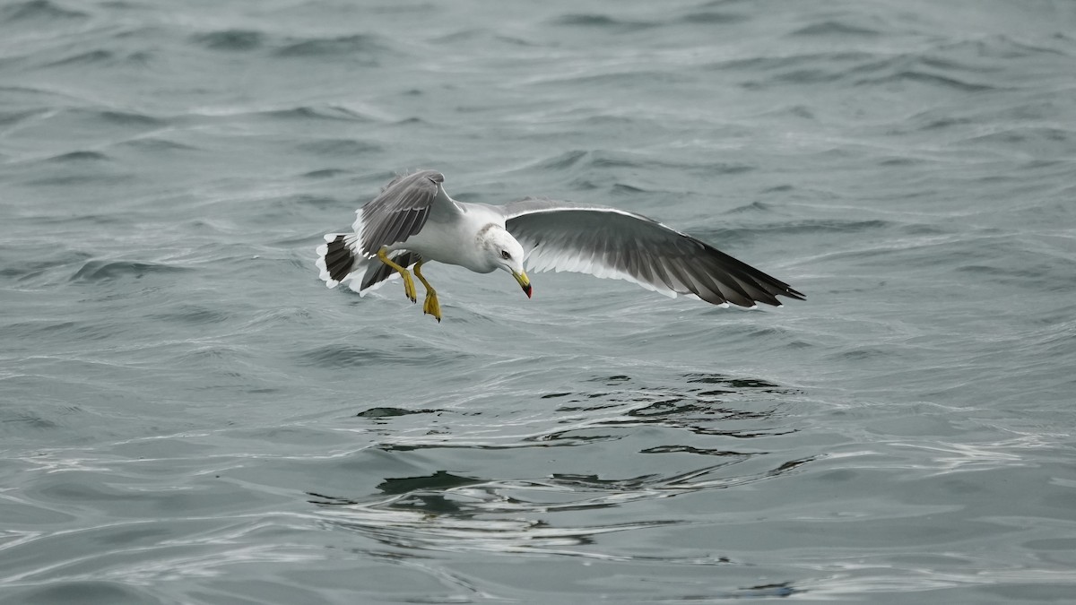 Black-tailed Gull - ML644575871