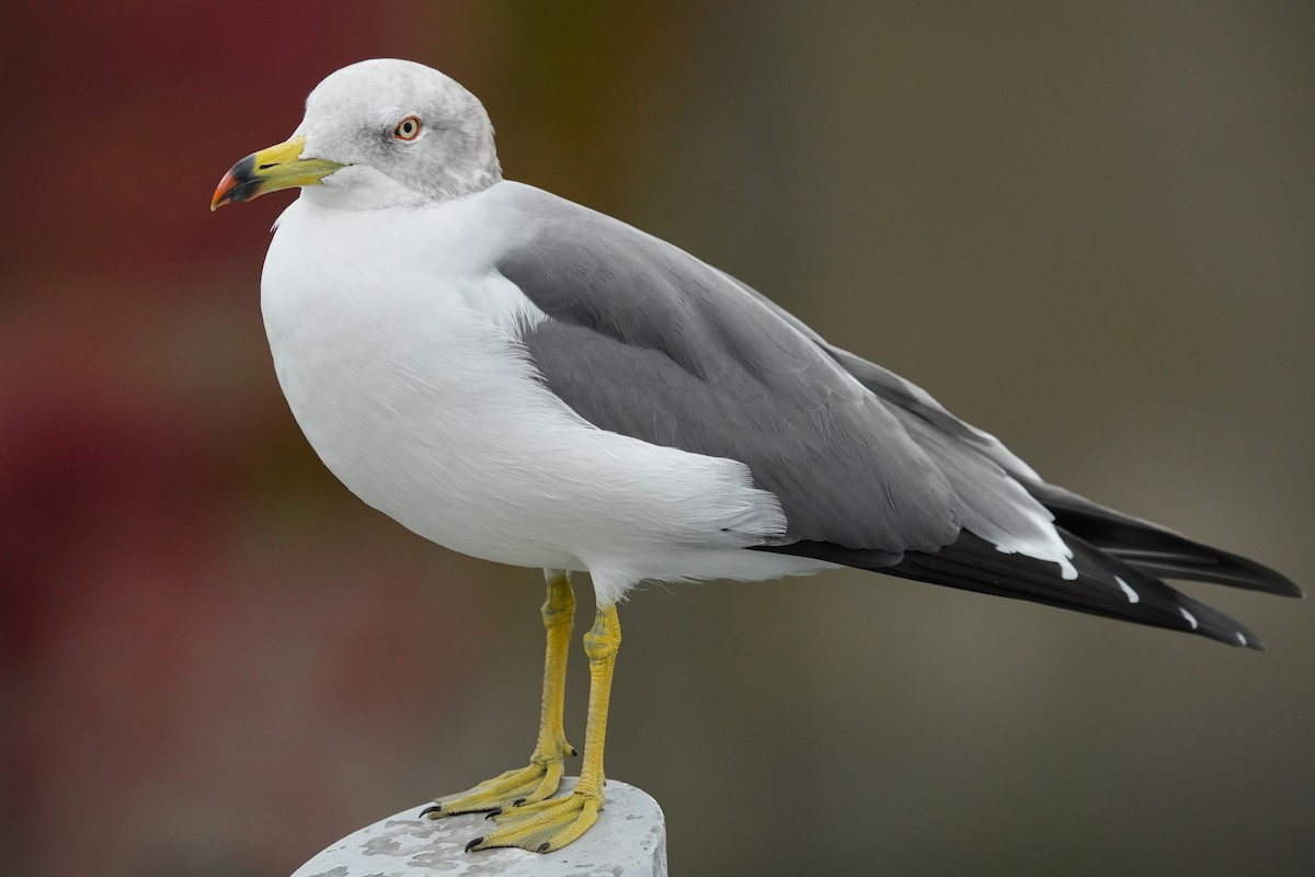 Black-tailed Gull - ML644575872