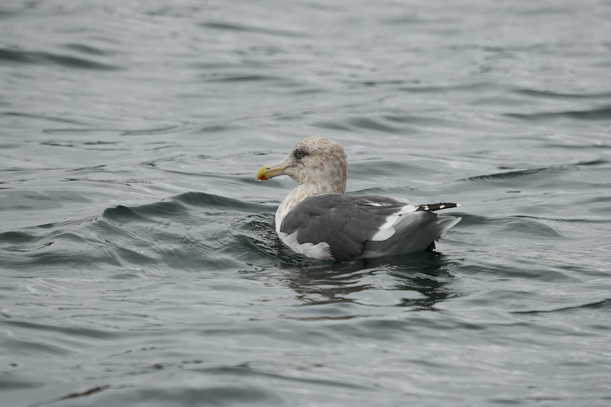Slaty-backed Gull - ML644575873