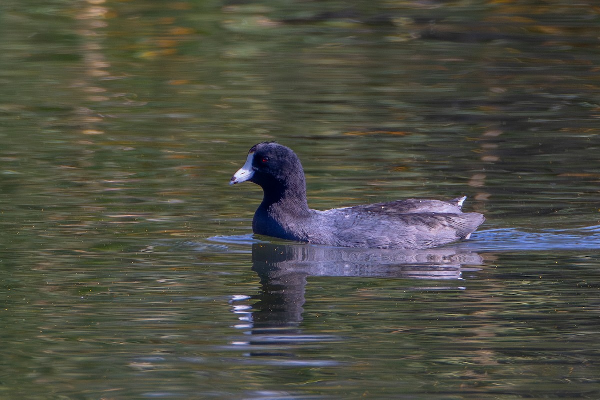 American Coot - ML644575876