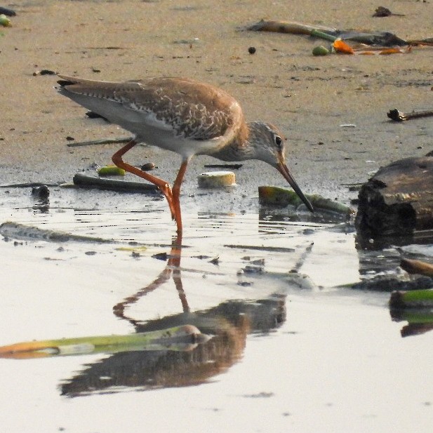 Common Redshank - ML644575877