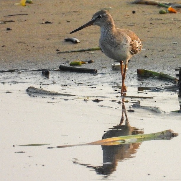 Common Redshank - ML644575878