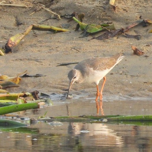 Common Redshank - ML644575879