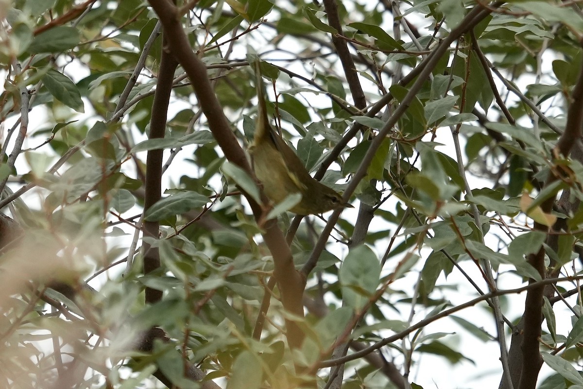 Japanese Bush Warbler - ML644575880