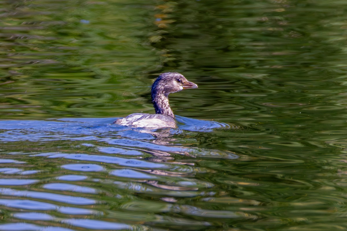 Grèbe à bec bigarré - ML644575881